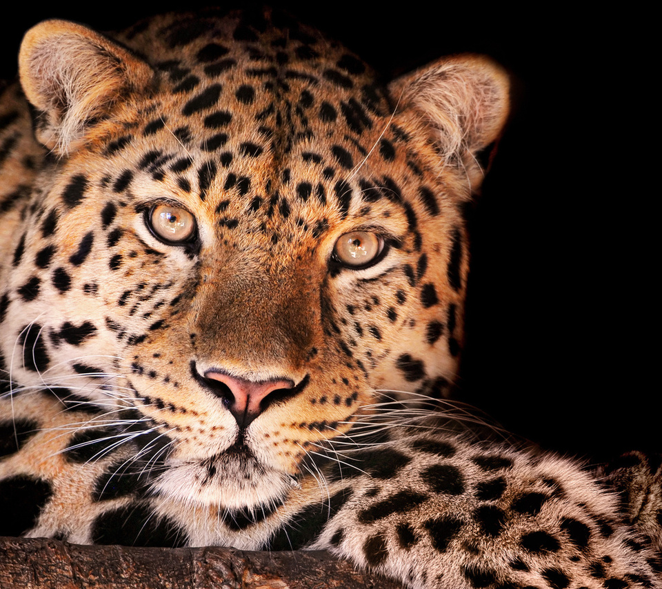 , , magnificent leopard, , , , , 