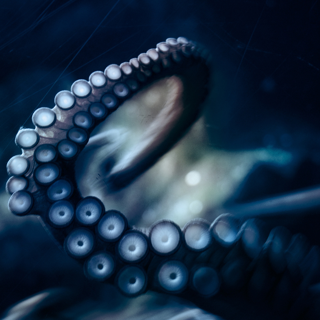 , , octopus, ,  ,  