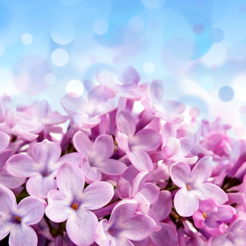 Pale red-violet flowers, , , , , , 