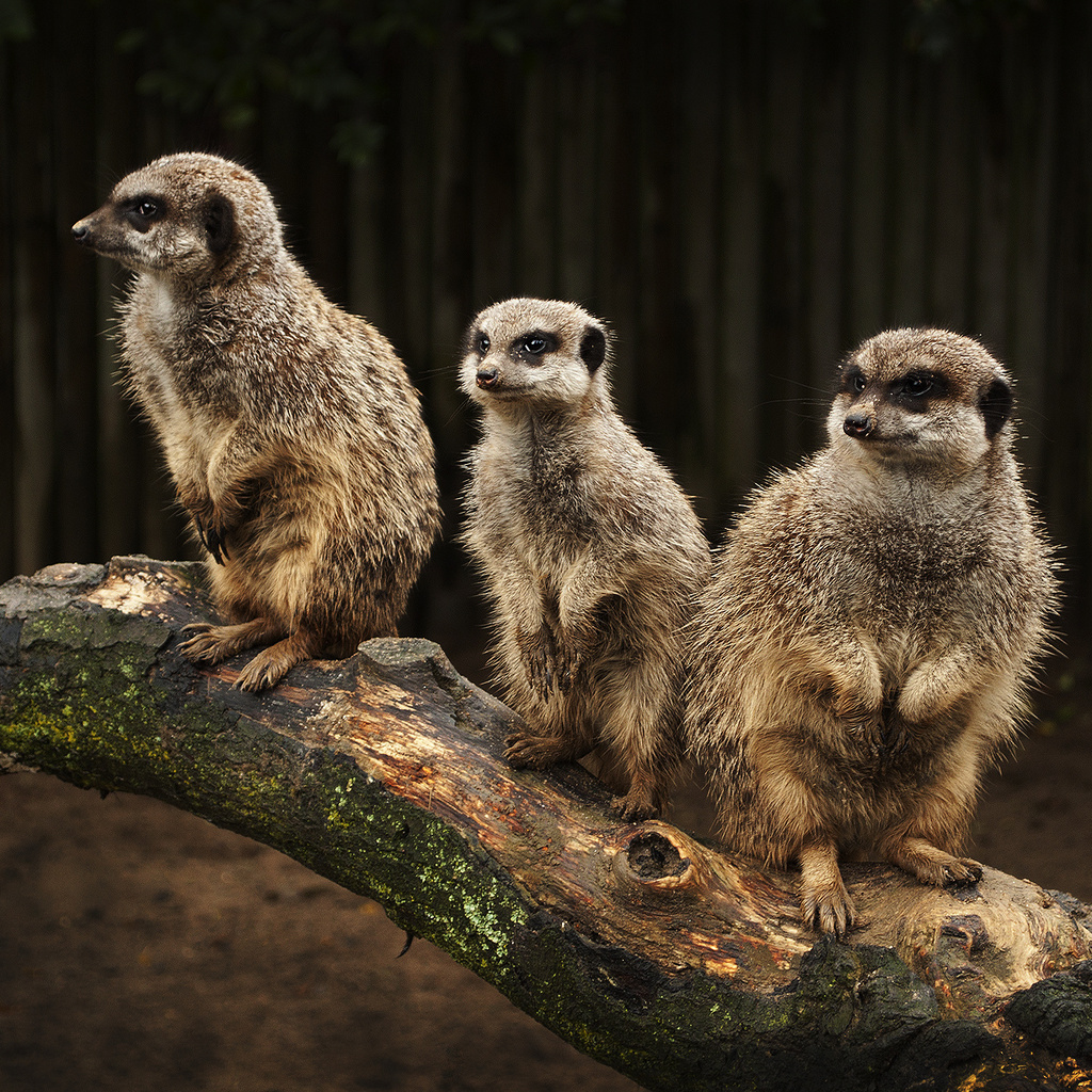 meerkats, , , , , , , , 