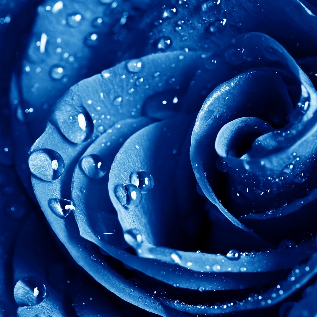 , , , The blue rose, ,  , , , , 