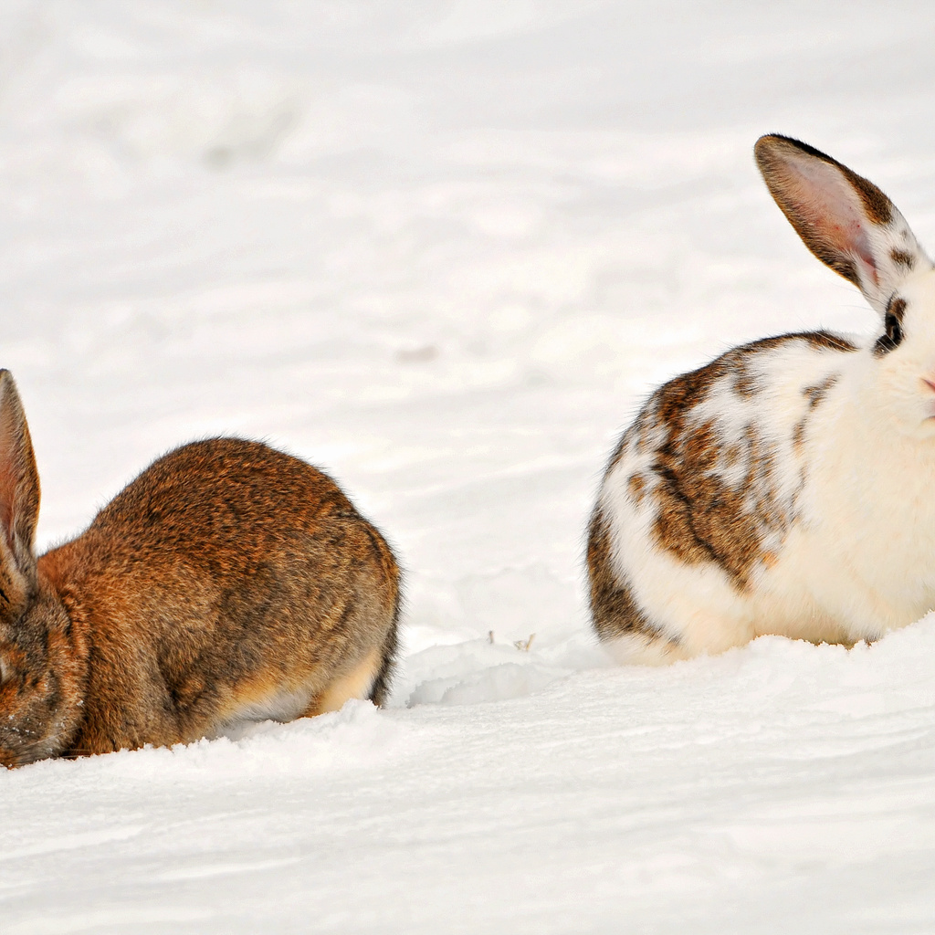 , two rabbits in the snow, , , , , 