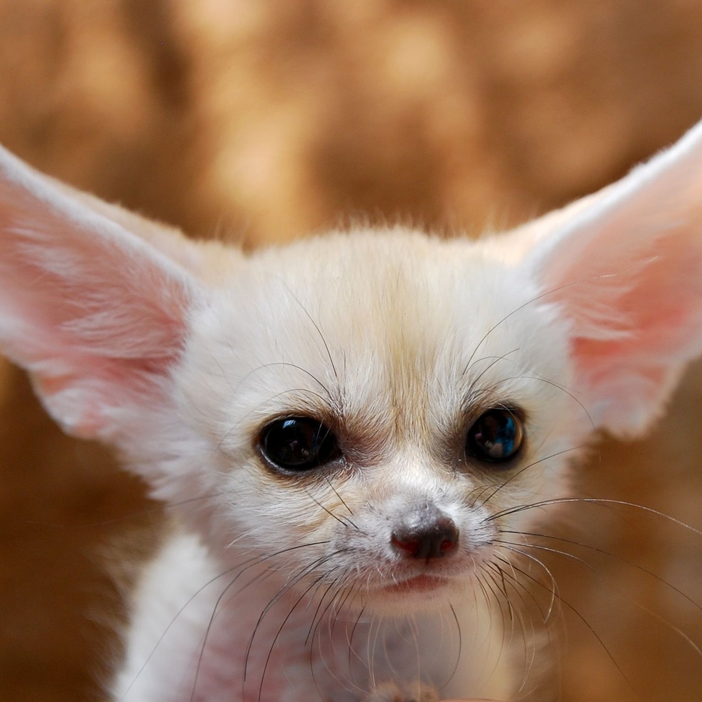 fennec fox, , , , , , , , , ,  , , , ---