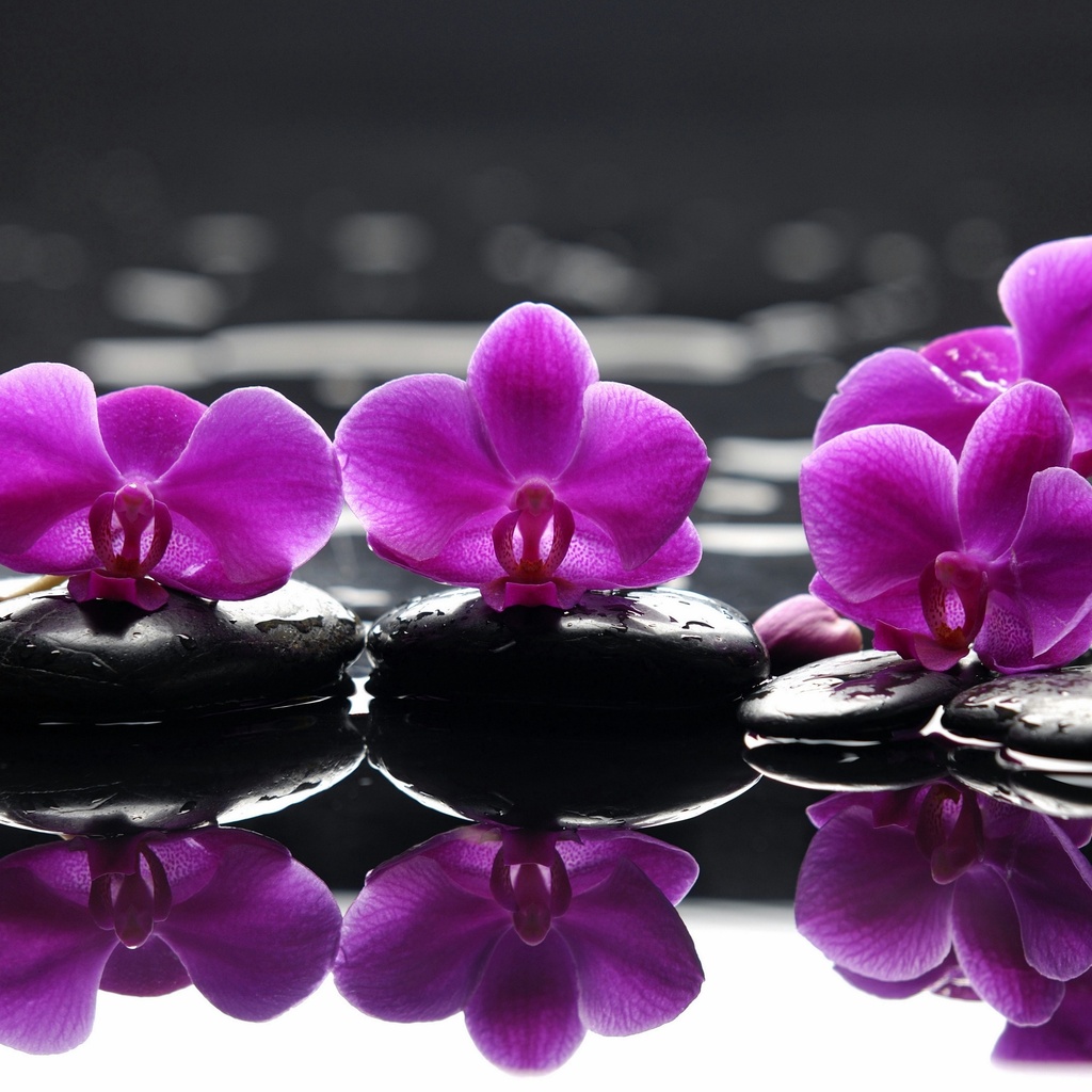 , purple flowers, , , Spa, , , , , , , , , , , 