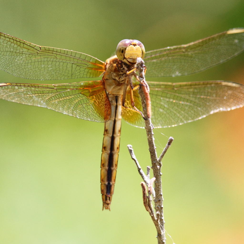 dragonfly, , , , , 