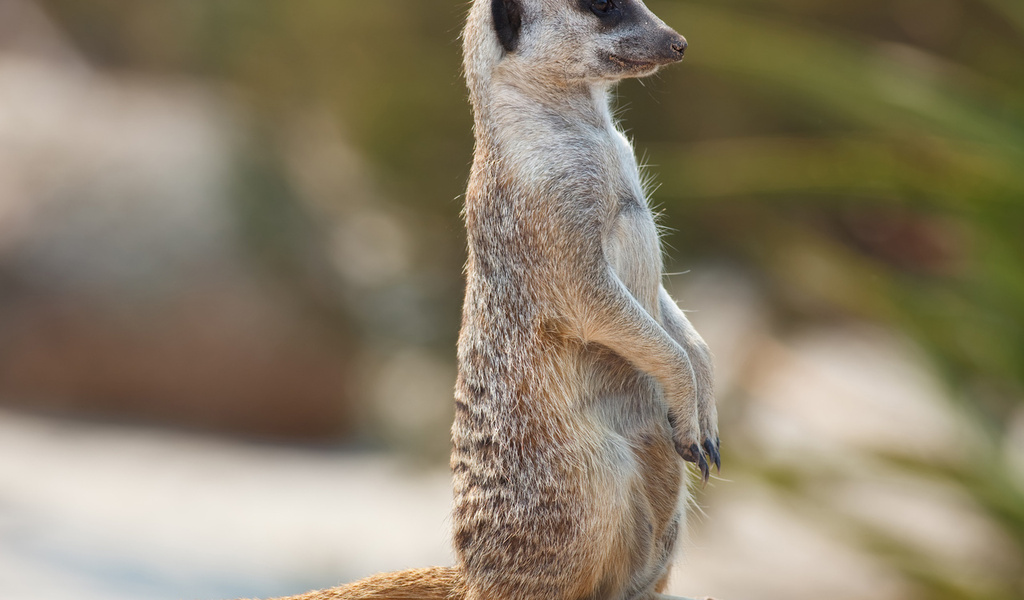 meerkat, , , , , , , , , , 