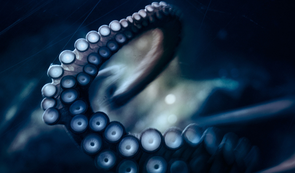 , , octopus, ,  ,  