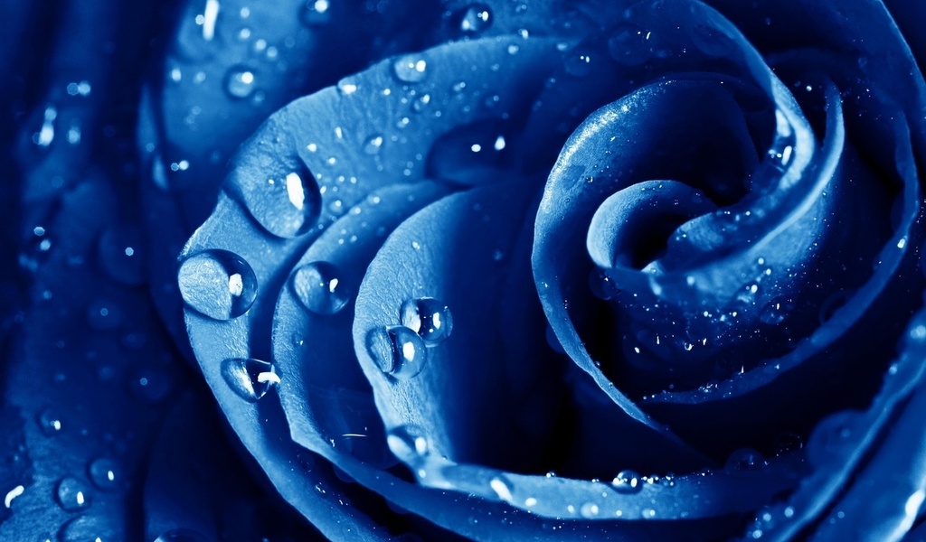 , , , The blue rose, ,  , , , , 