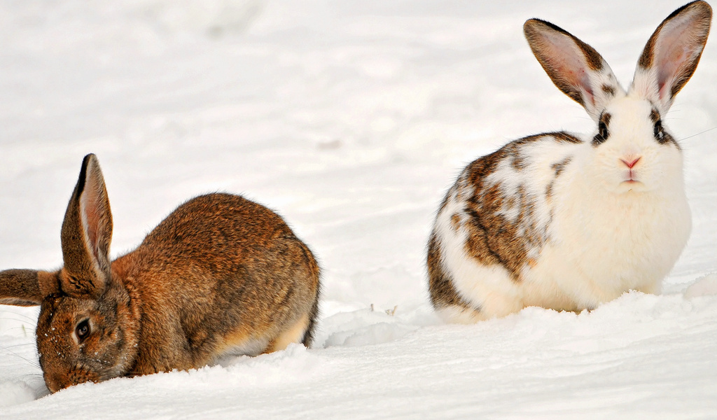 , two rabbits in the snow, , , , , 