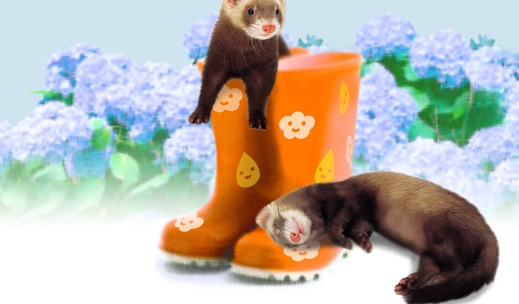 ferrets, , , , , 