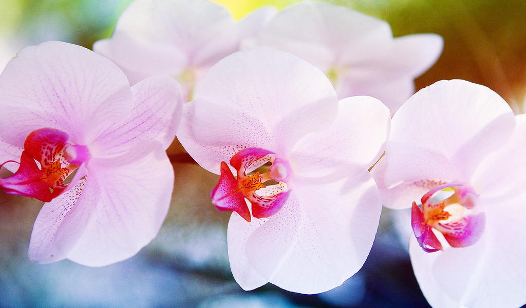 , , , Orchid, , , , ,,,,