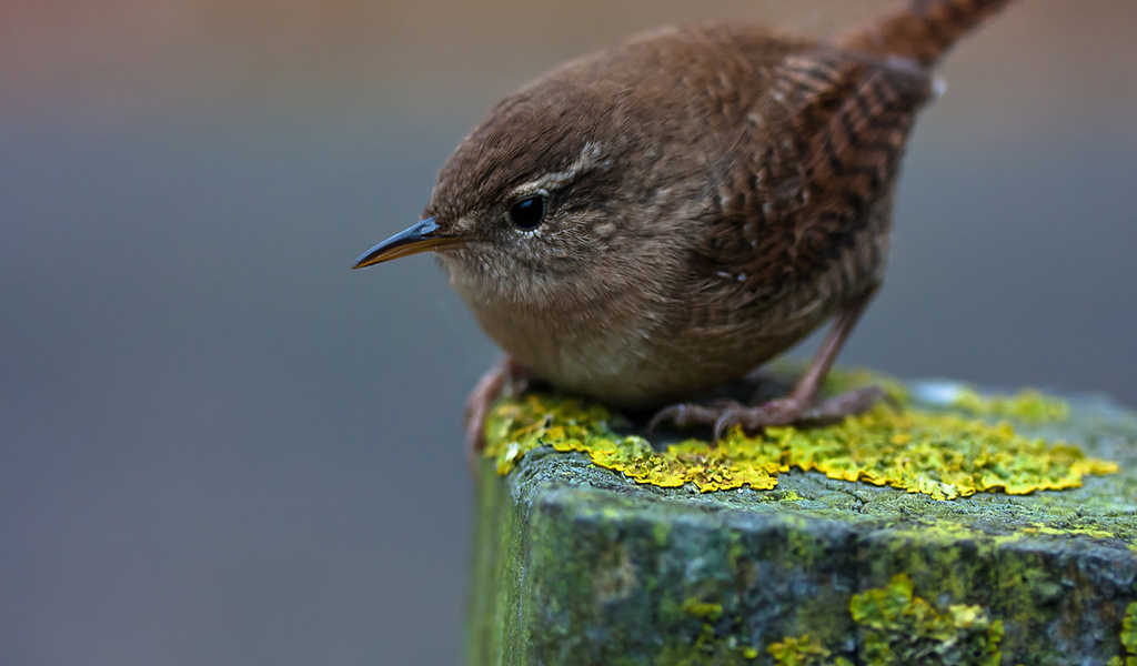 winter wren,  , , , , , 