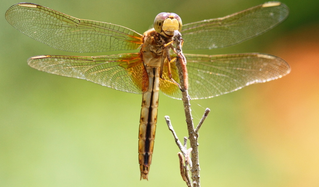 dragonfly, , , , , 