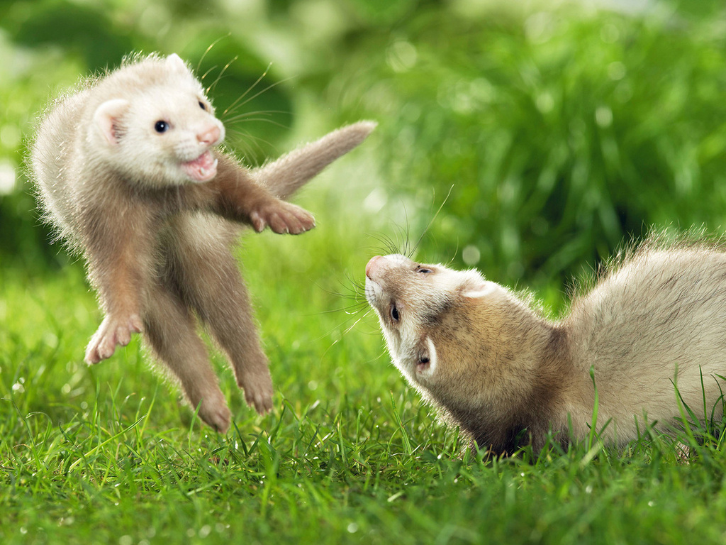 ferrets, , , , , , , , , 