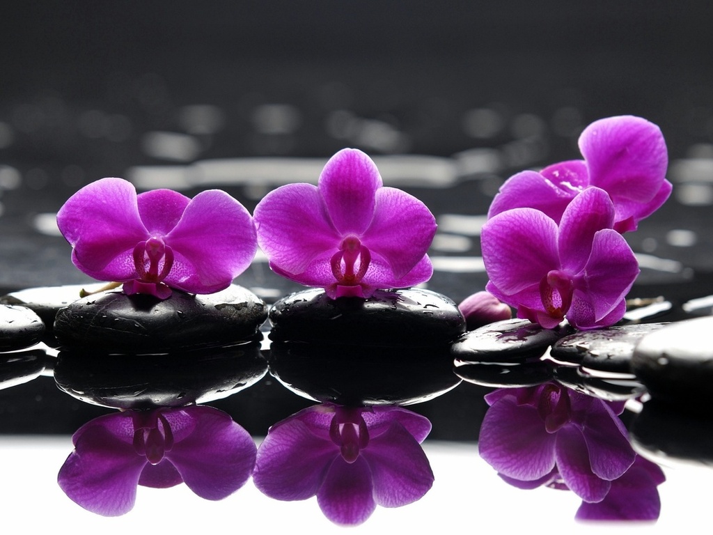 , purple flowers, , , Spa, , , , , , , , , , , 