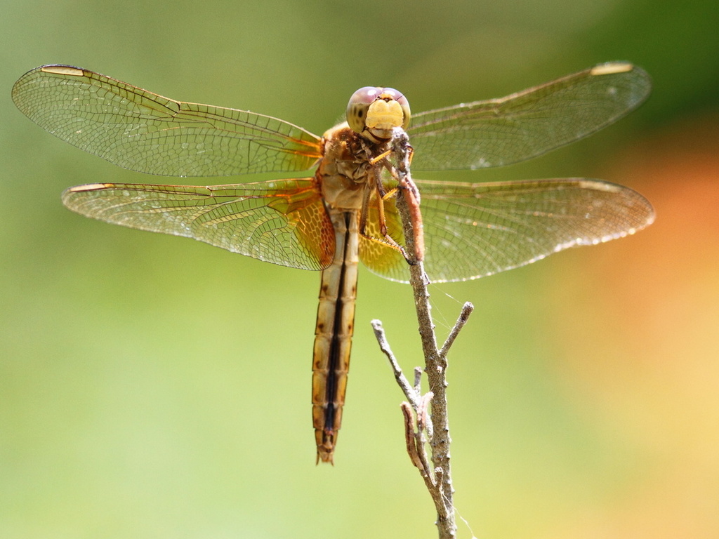 dragonfly, , , , , 