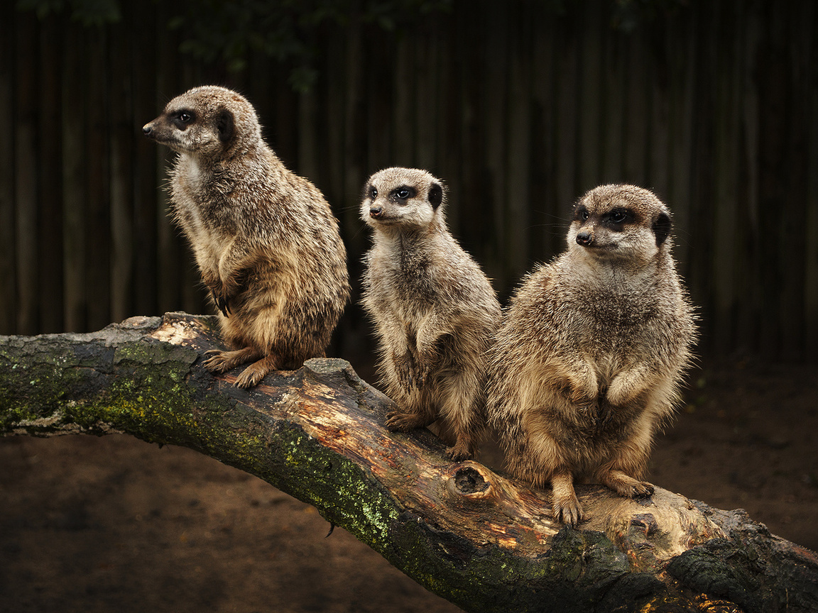 meerkats, , , , , , , , 