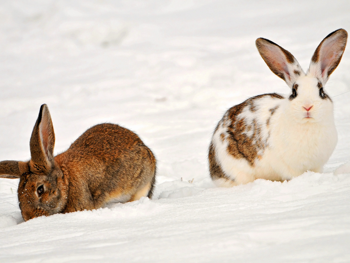 , two rabbits in the snow, , , , , 