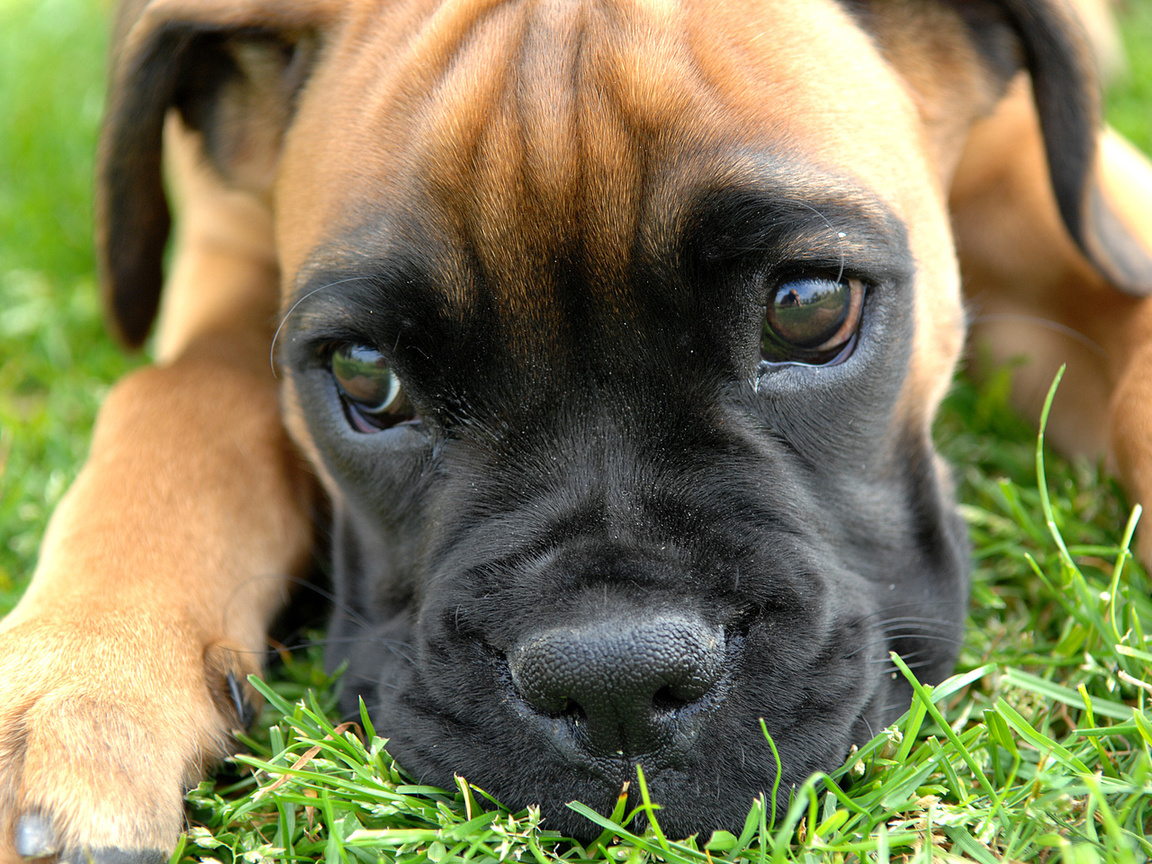 , puppy, Boxer, , , , , , , , , , , ---, 