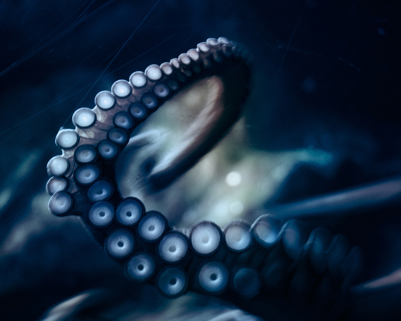 , , octopus, ,  ,  