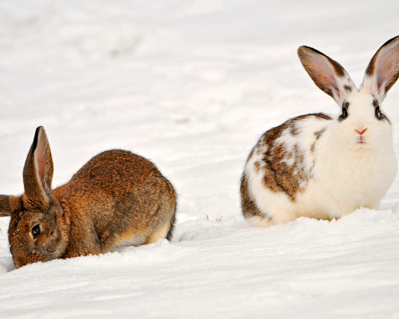 , two rabbits in the snow, , , , , 