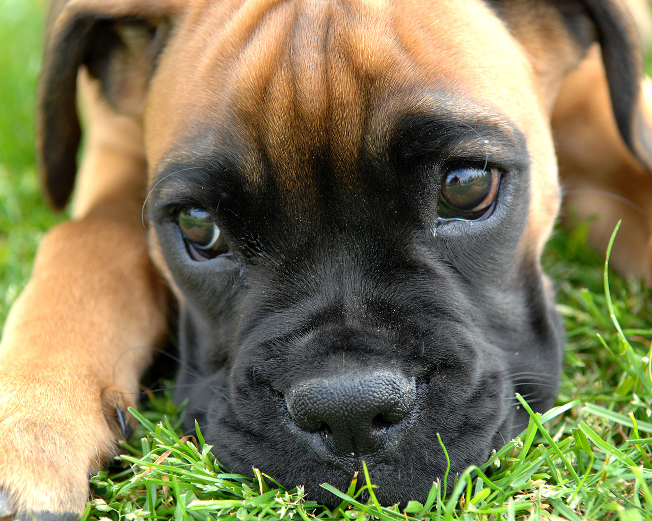 , puppy, Boxer, , , , , , , , , , , ---, 