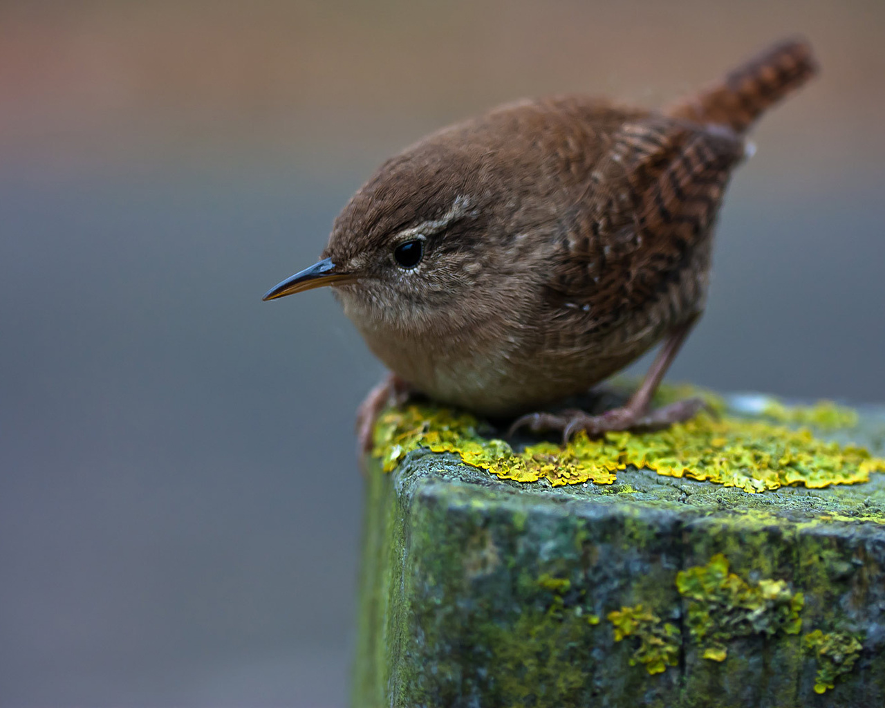 winter wren,  , , , , , 