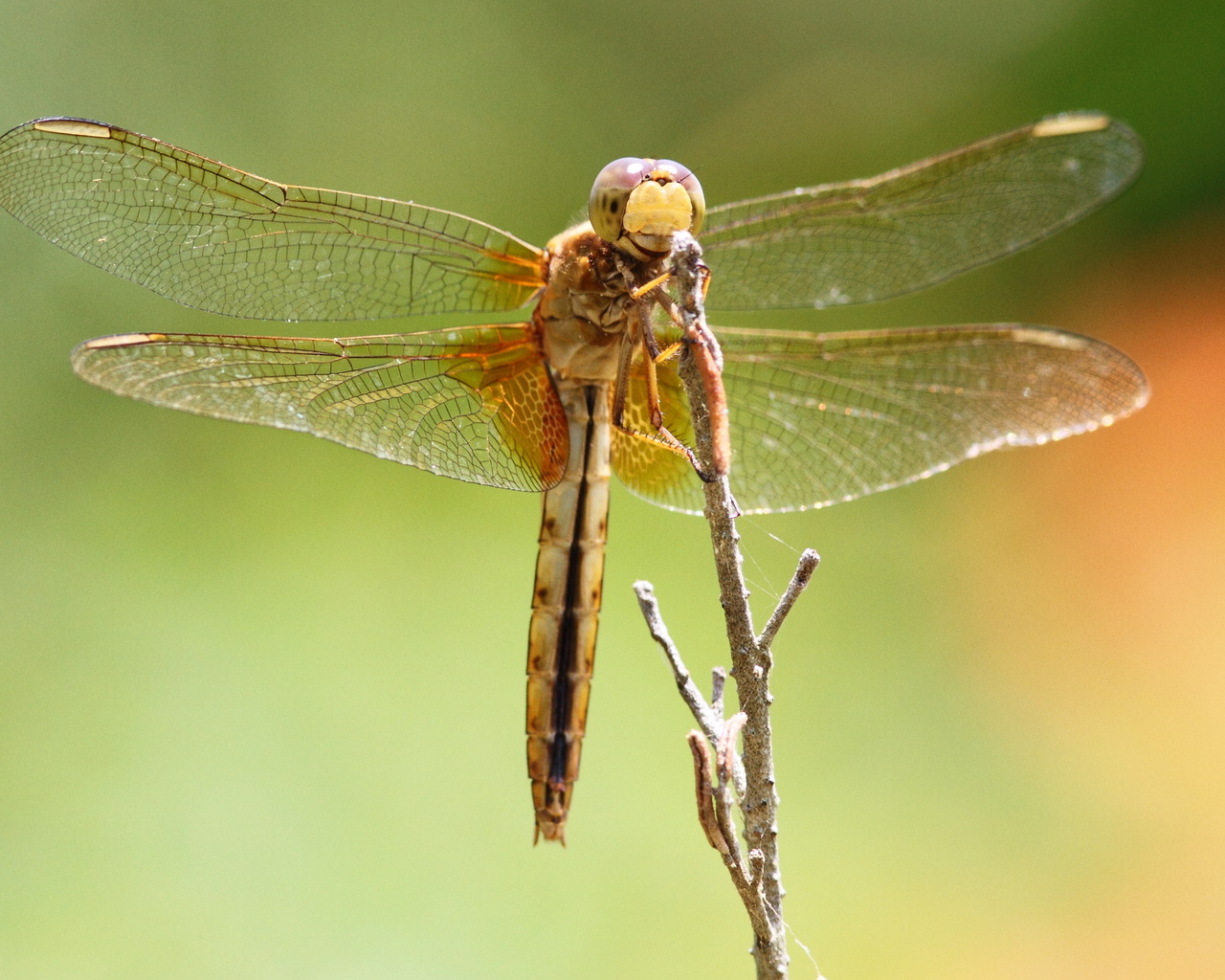 dragonfly, , , , , 