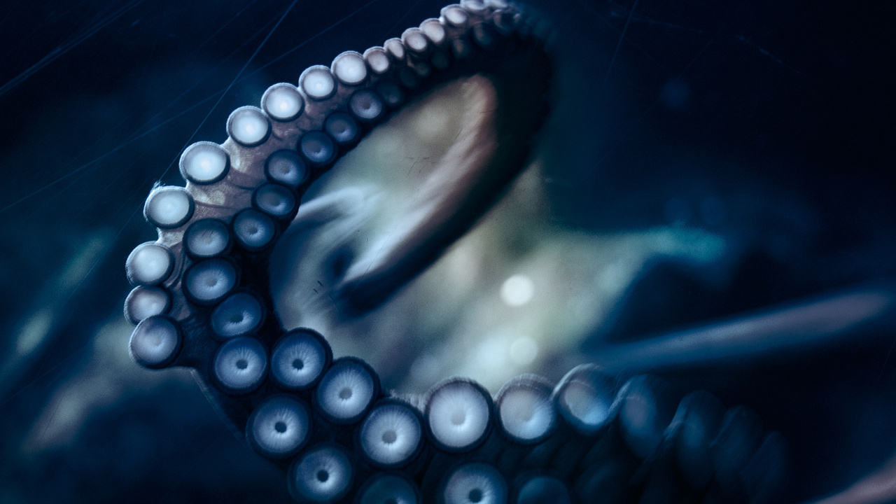 , , octopus, ,  ,  