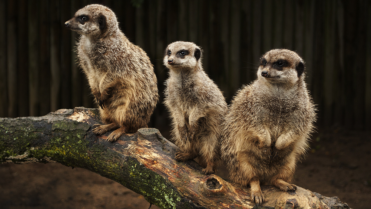 meerkats, , , , , , , , 