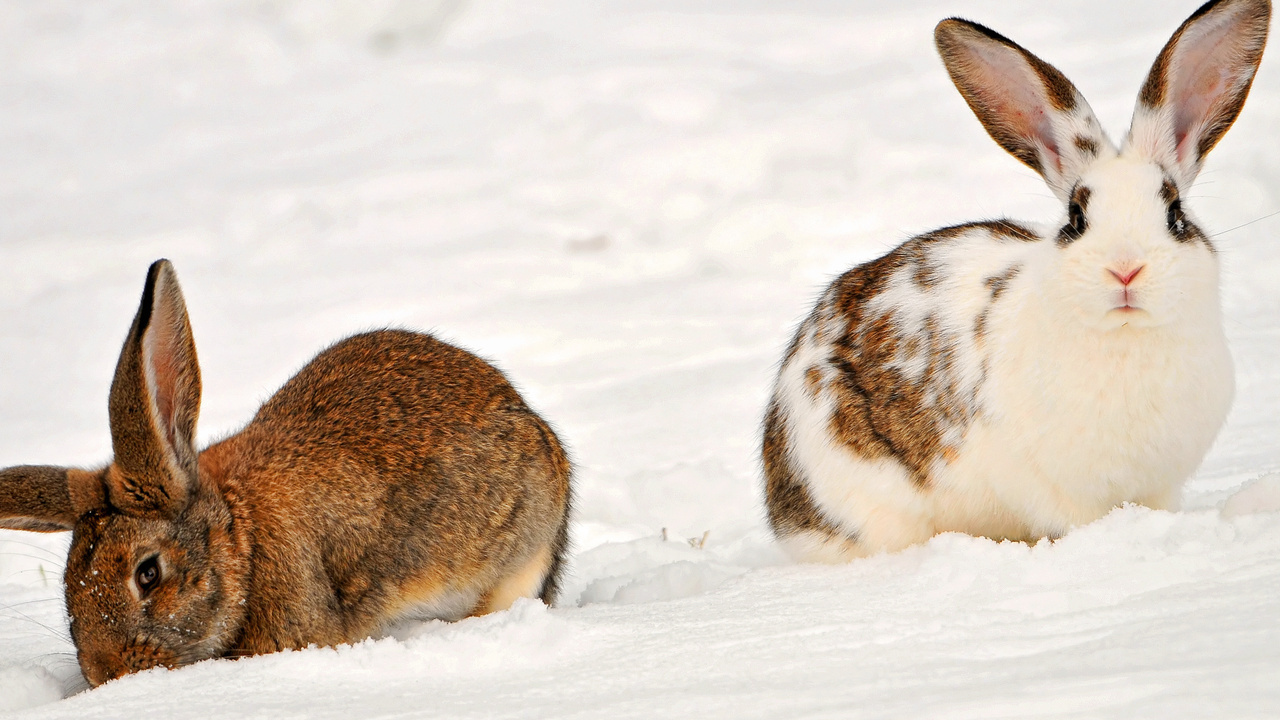 , two rabbits in the snow, , , , , 