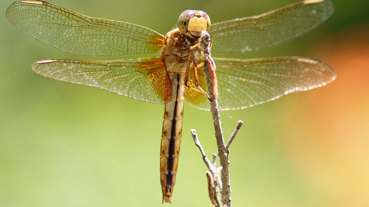 dragonfly, , , , , 