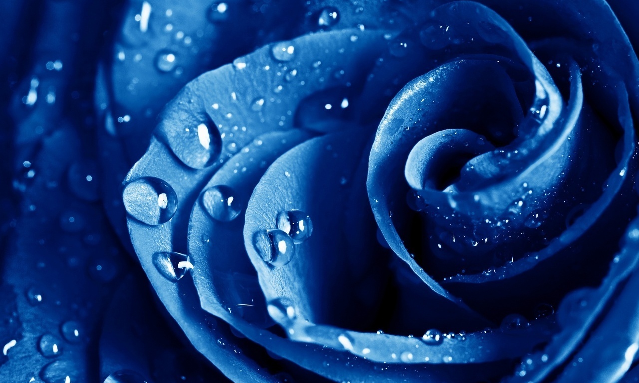 , , , The blue rose, ,  , , , , 