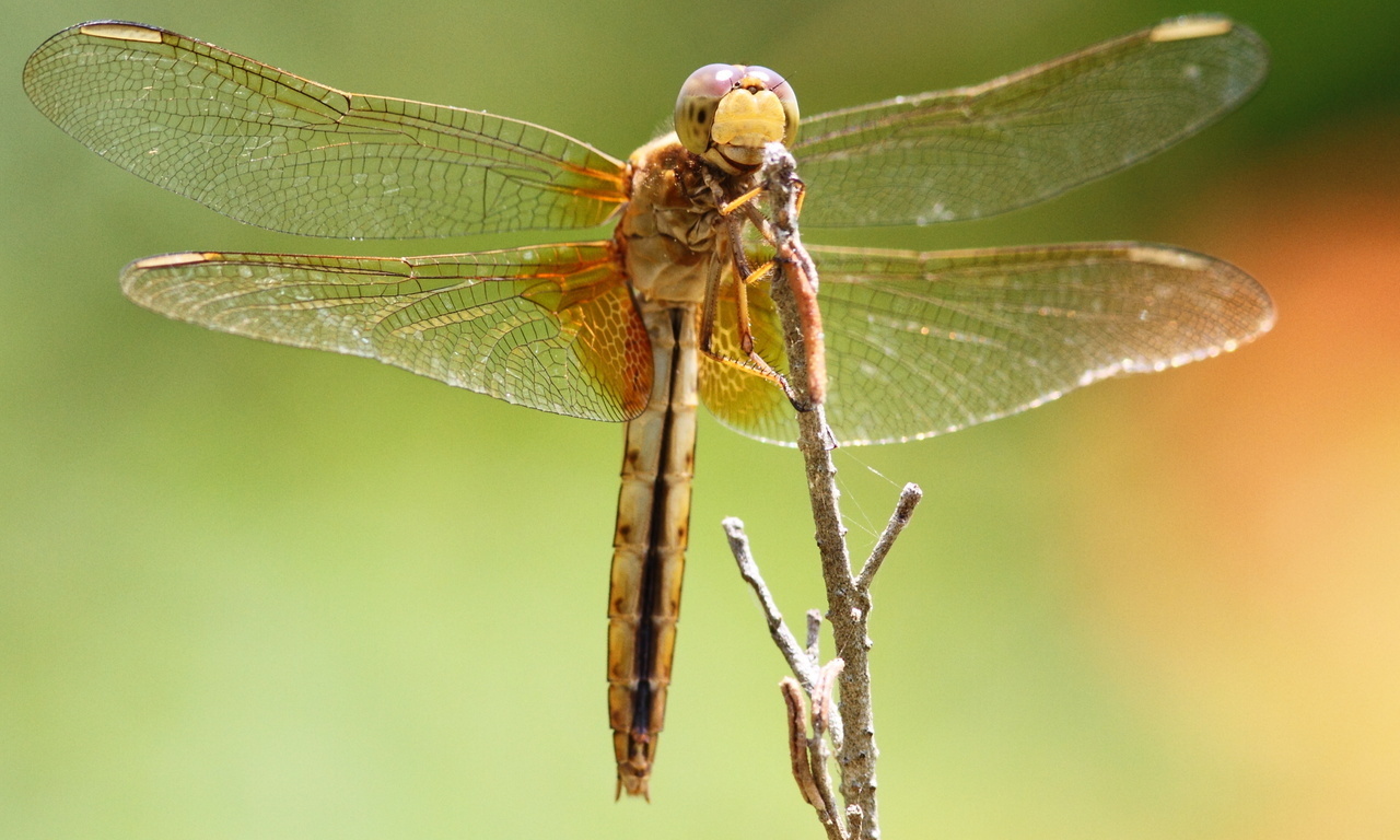 dragonfly, , , , , 