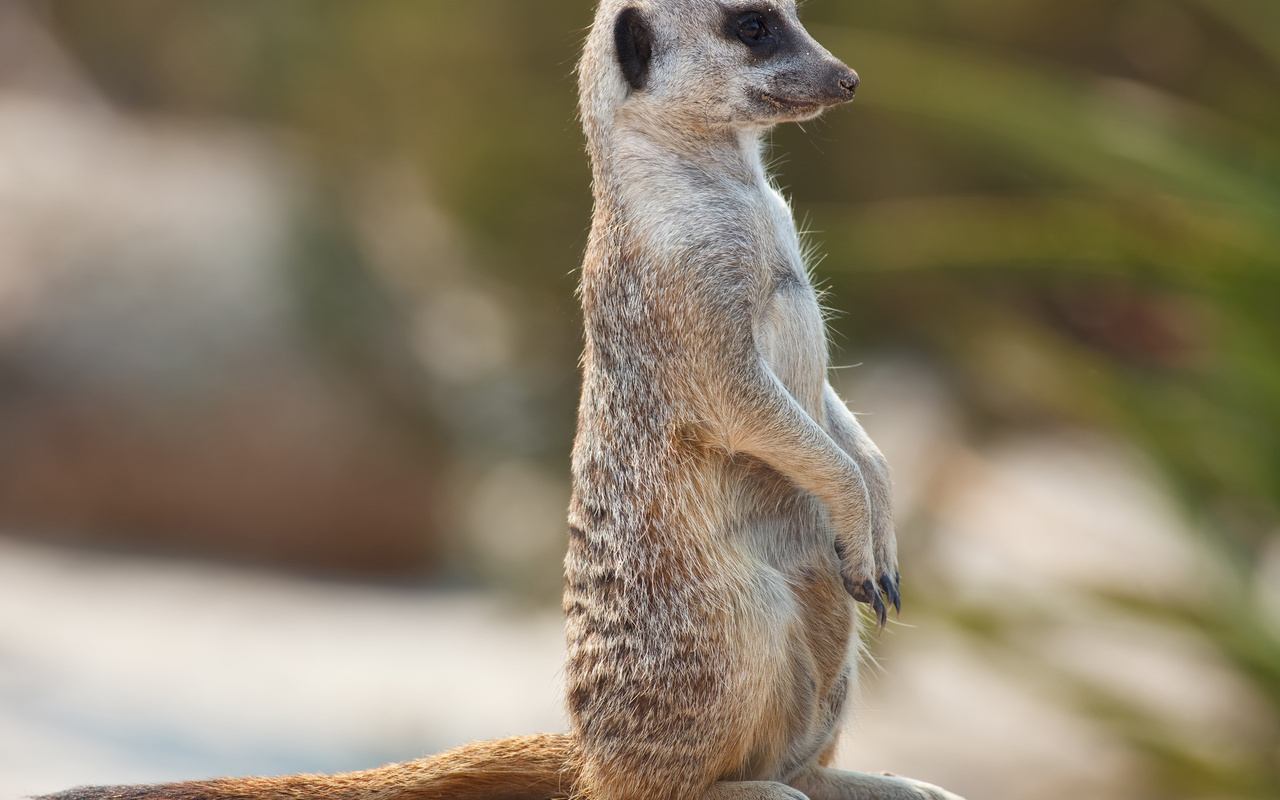 meerkat, , , , , , , , , , 