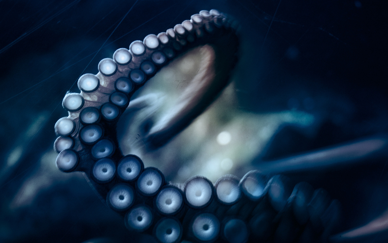 , , octopus, ,  ,  