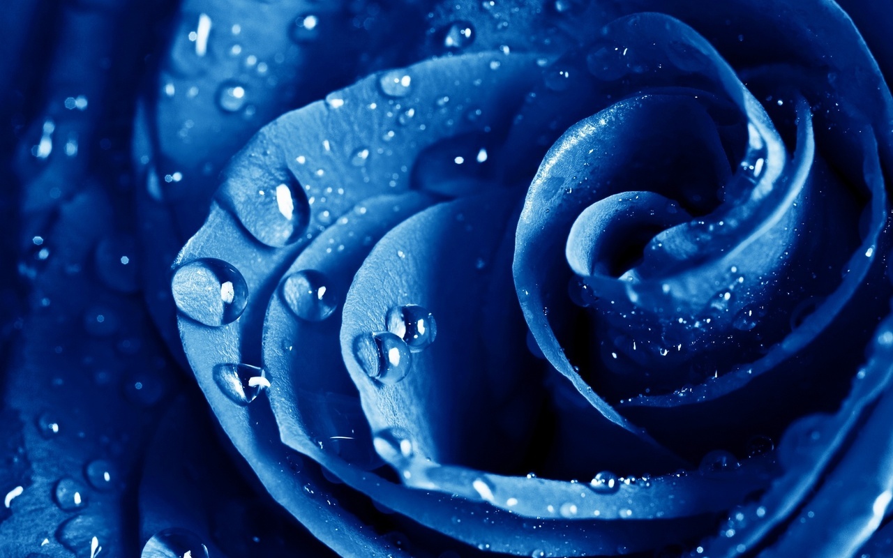 , , , The blue rose, ,  , , , , 