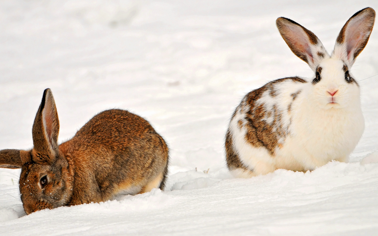 , two rabbits in the snow, , , , , 