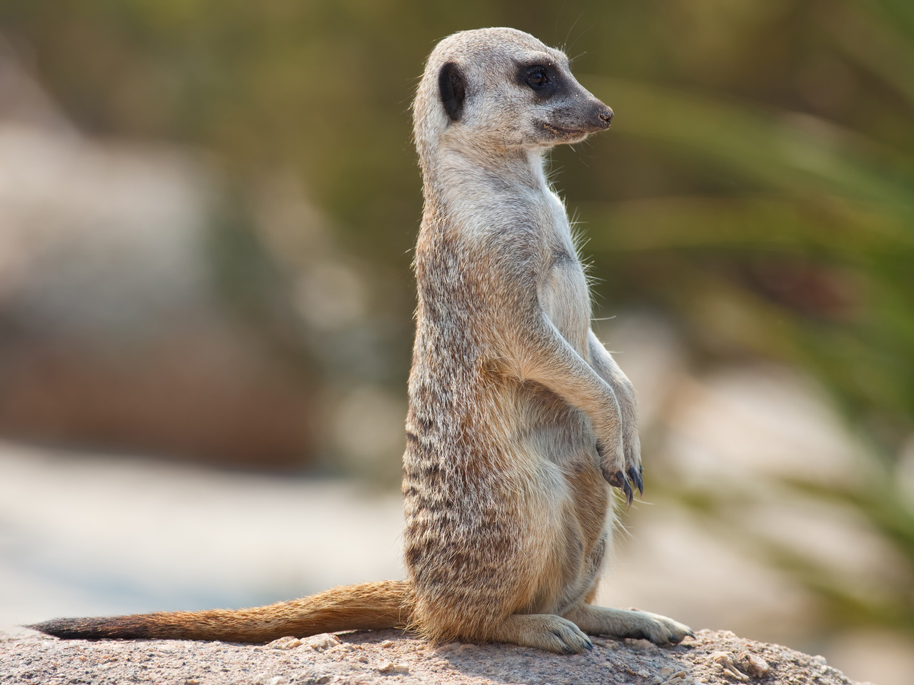 meerkat, , , , , , , , , , 