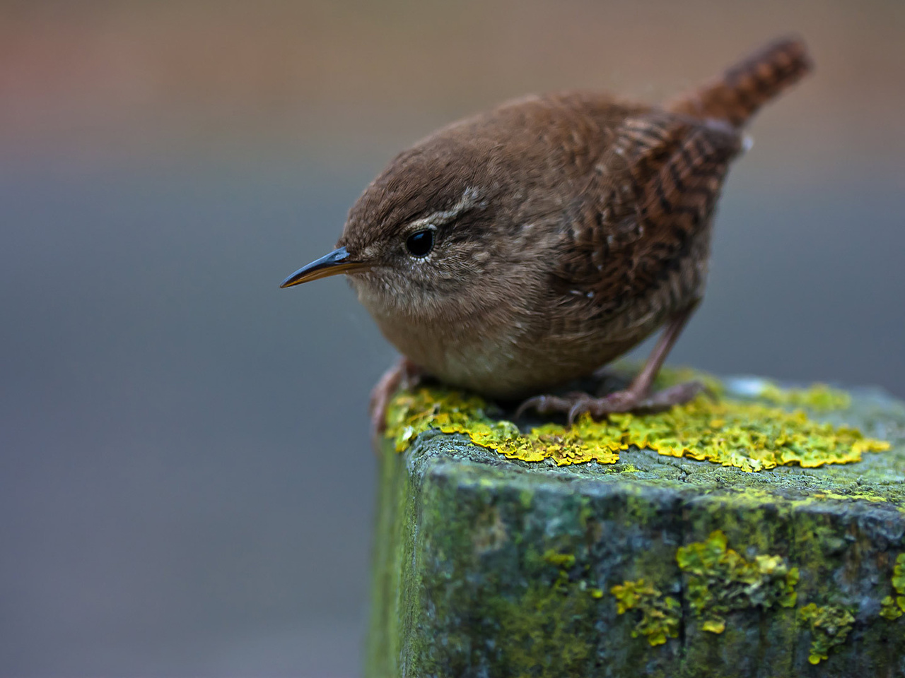 winter wren,  , , , , , 