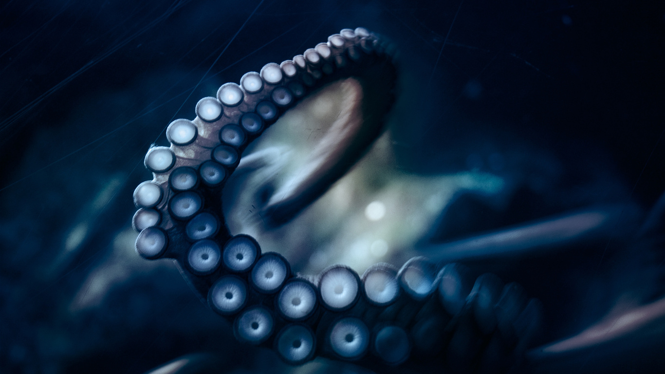 , , octopus, ,  ,  