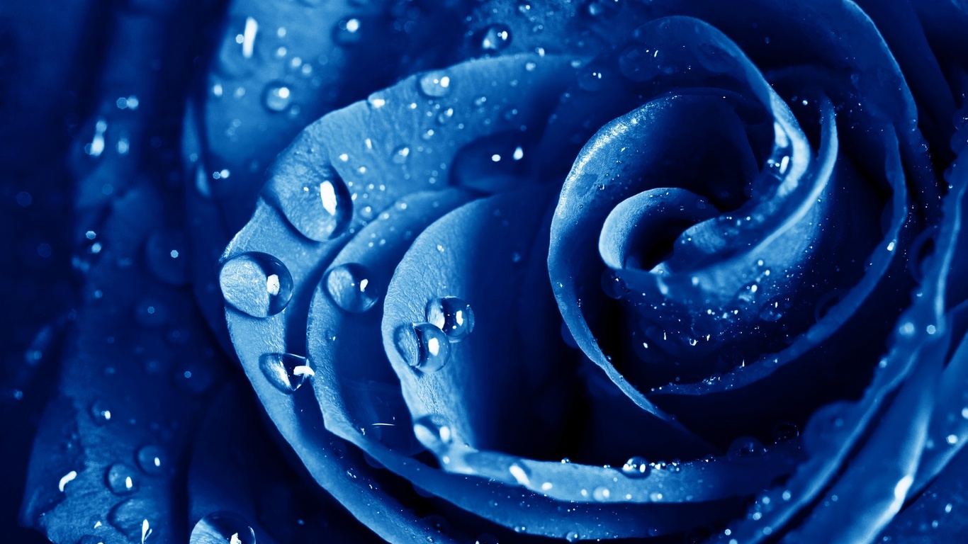 , , , The blue rose, ,  , , , , 