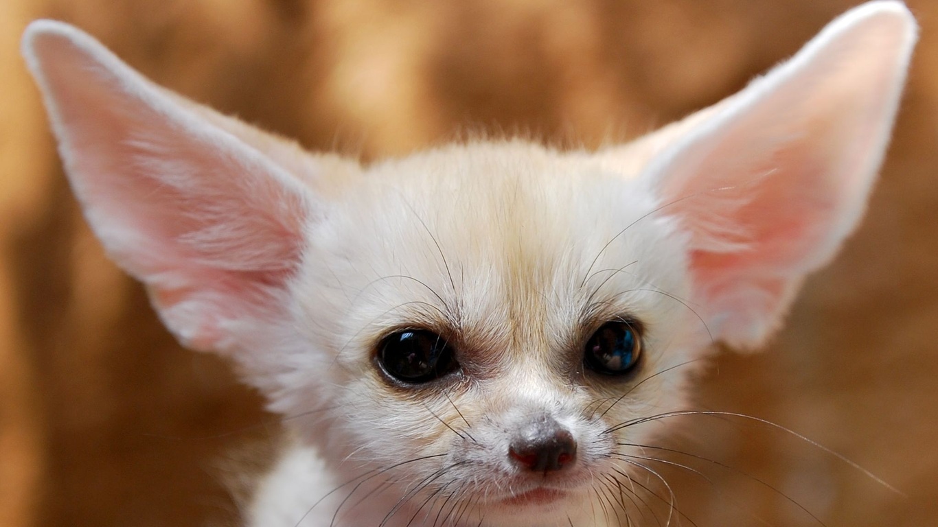 fennec fox, , , , , , , , , ,  , , , ---