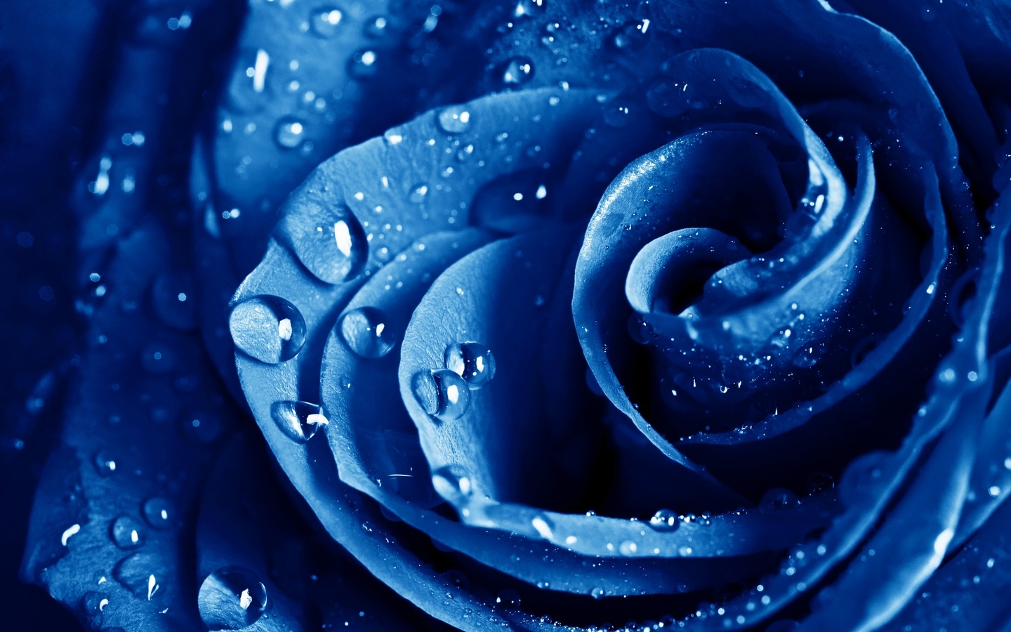 , , , The blue rose, ,  , , , , 