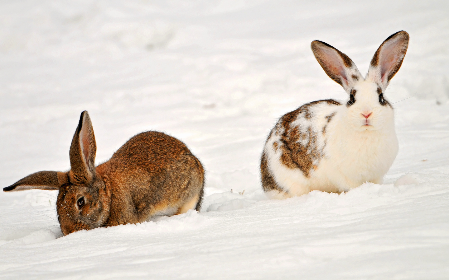 , two rabbits in the snow, , , , , 