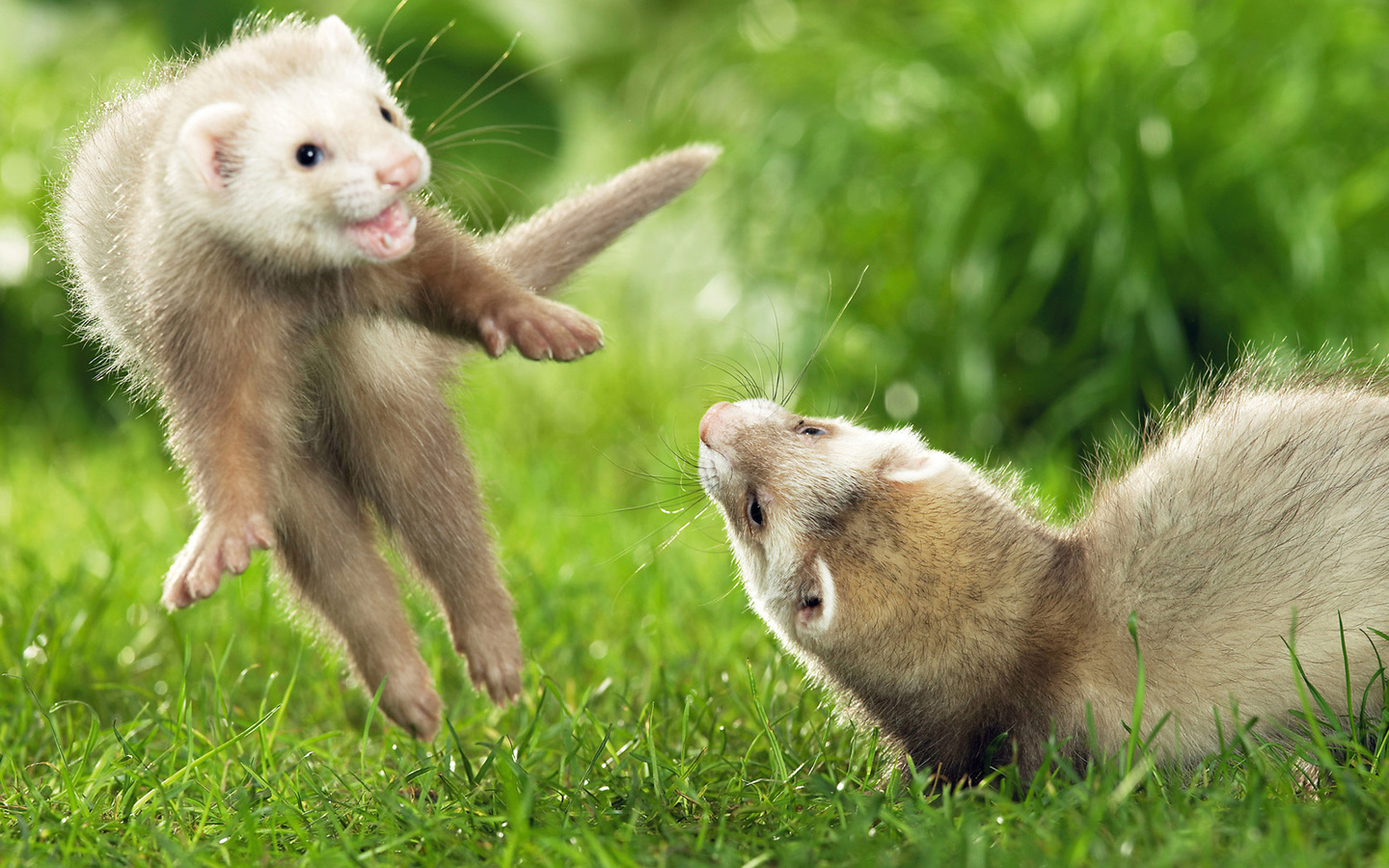 ferrets, , , , , , , , , 