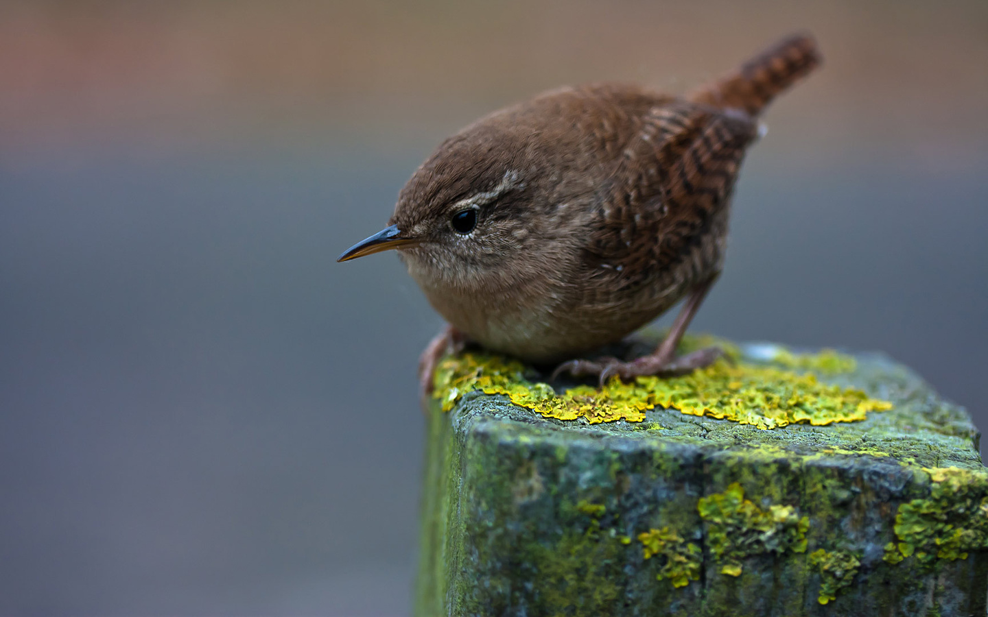 winter wren,  , , , , , 