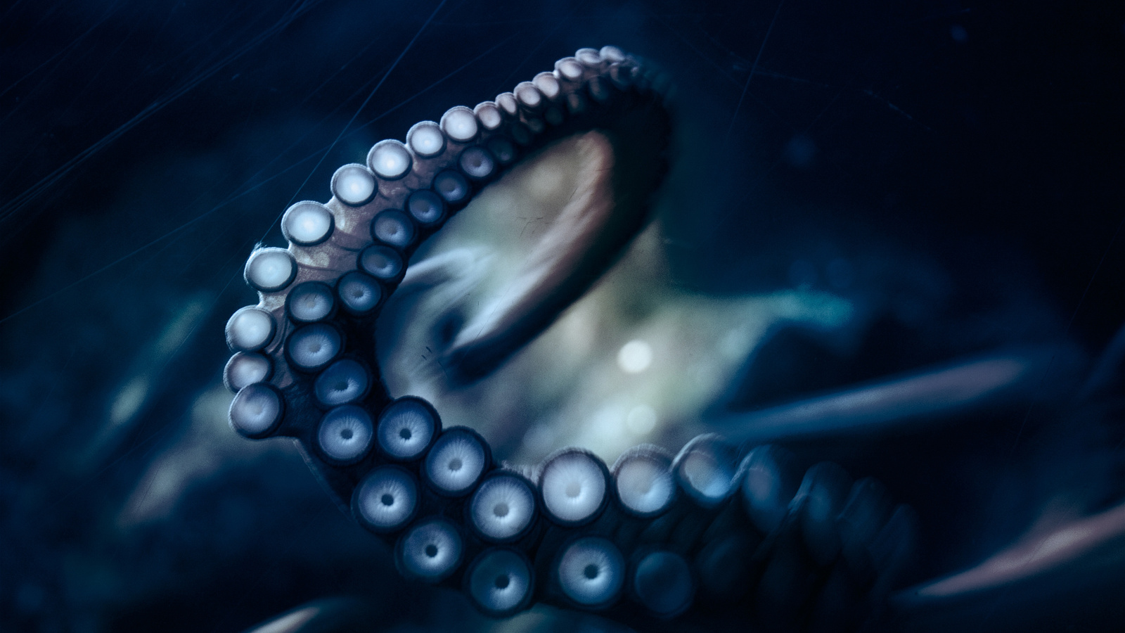 , , octopus, ,  ,  