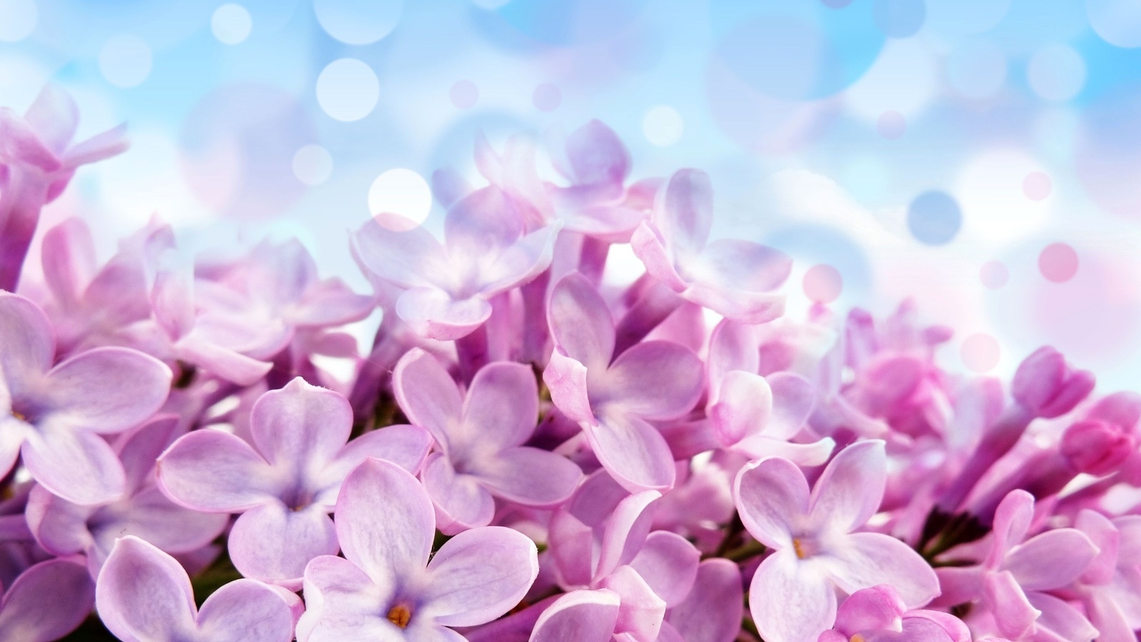 Pale red-violet flowers, , , , , , 