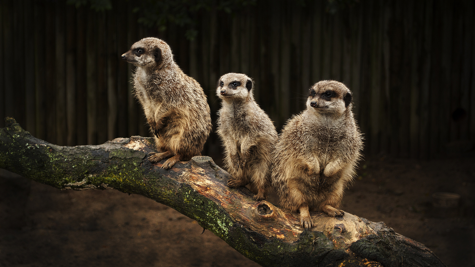 meerkats, , , , , , , , 